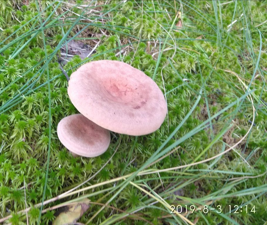 Млечник серо-розовый Lactarius helvus