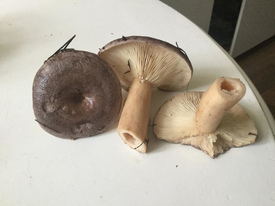 Млечник обыкновенный (Lactarius trivialis)