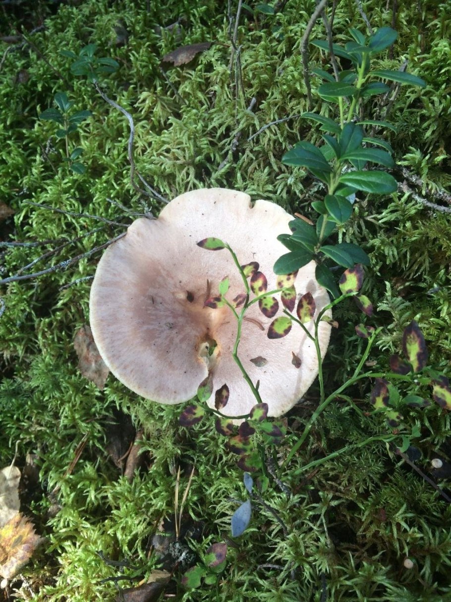 Lactarius flexuosus серушка