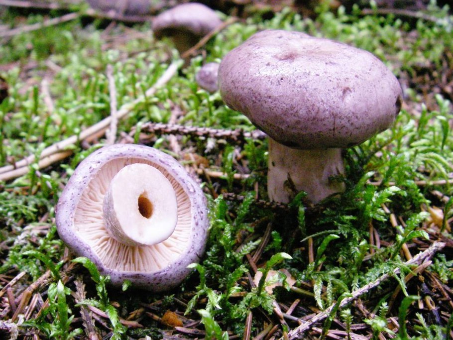 Млечник обыкновенный (Lactarius trivialis)