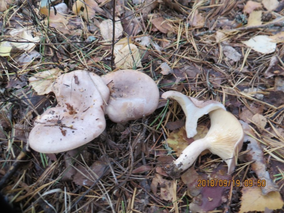 Млечник серо-розовый Lactarius helvus