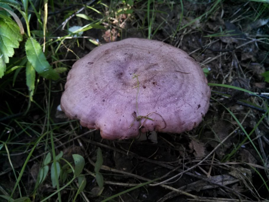 Волнушки серушки