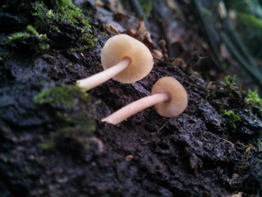 Гриб Боровик