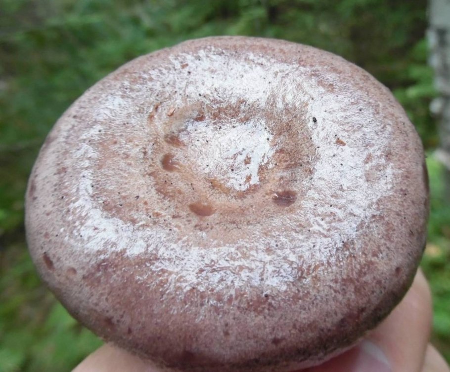 Млечник обыкновенный Гладыш