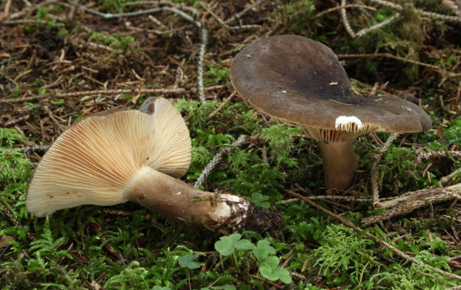 Серушка Болотная