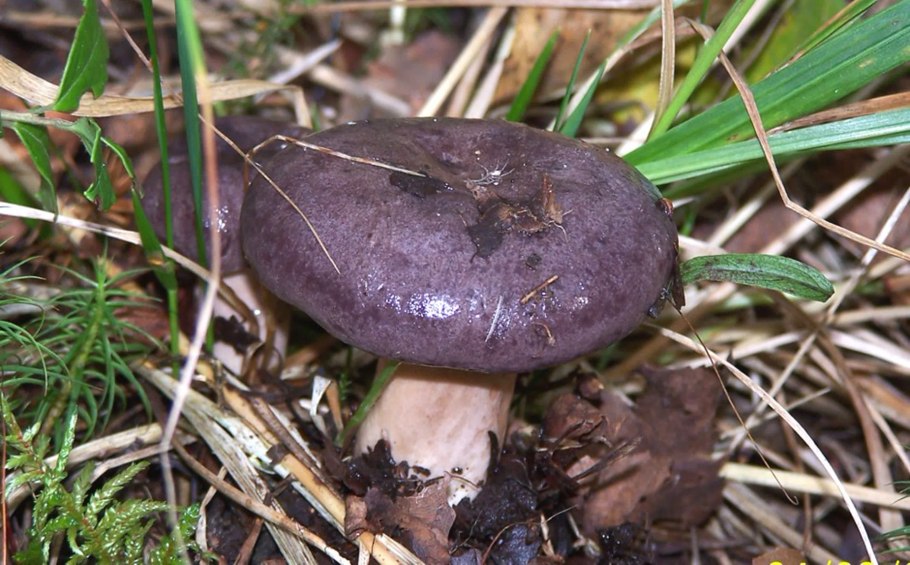 Гладыш млечник обыкновенный Lactarius trivialis