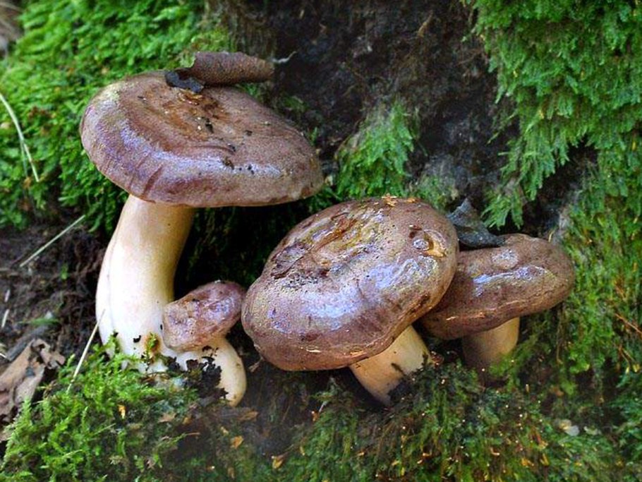 Гриб млечник шиповатый