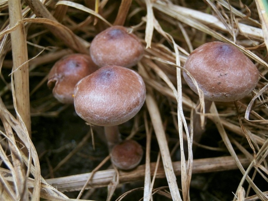 Съедобные грибы Татарстана