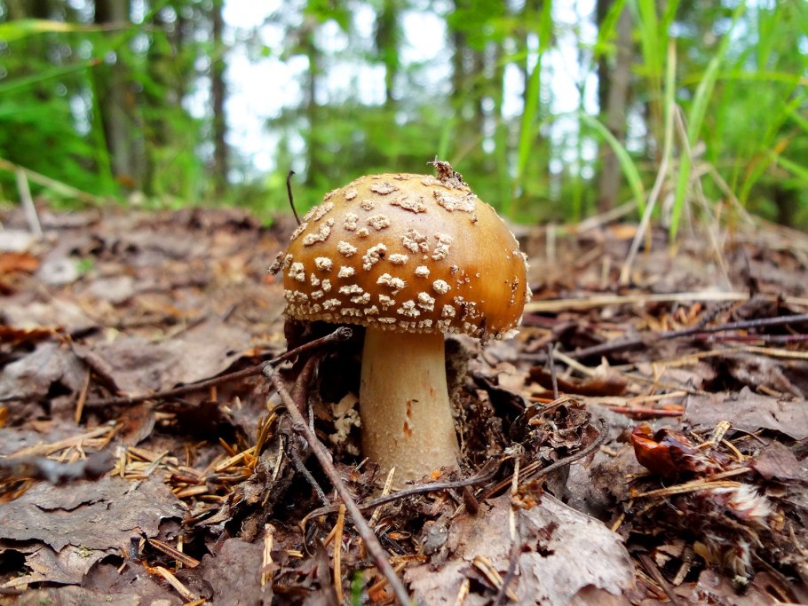 Кавказский пантерный мухомор