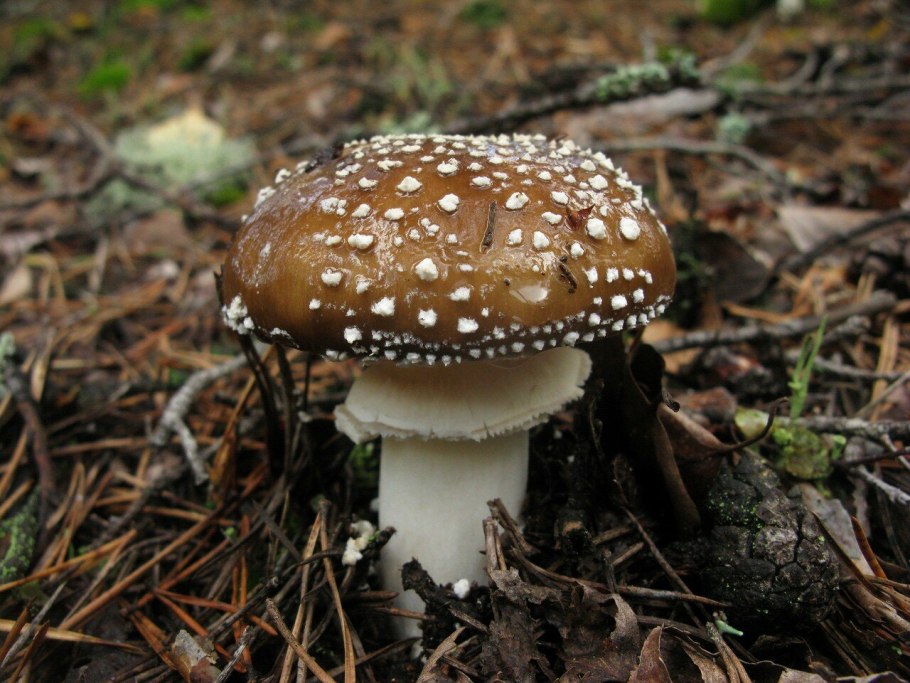 Мухомор красный и пантерный