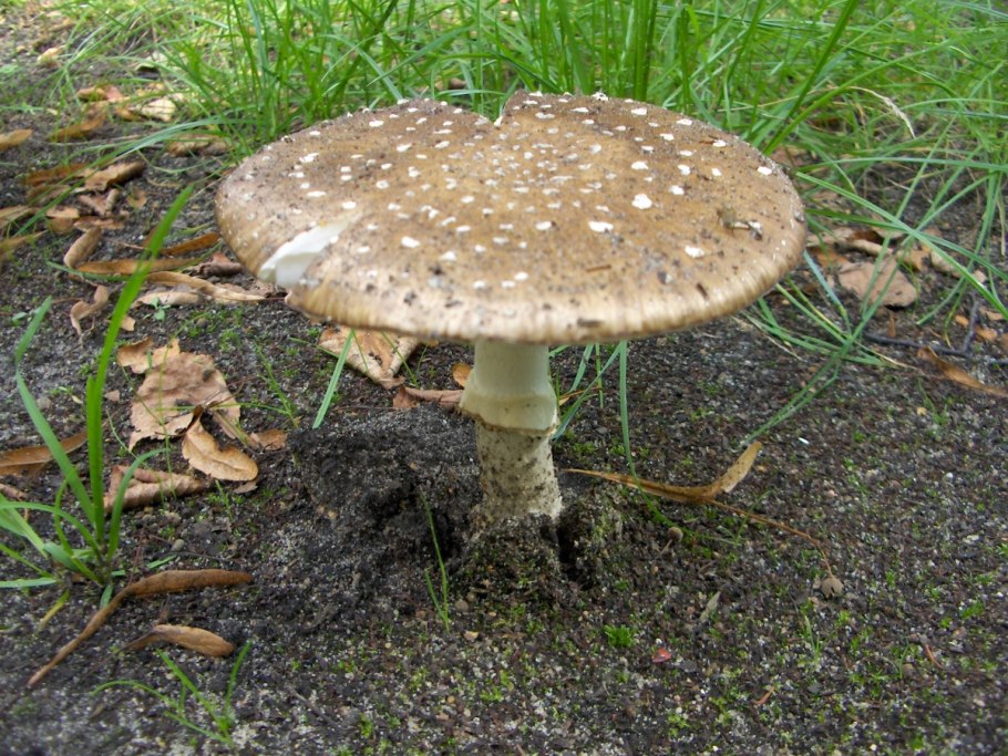 Мухомор пантерный