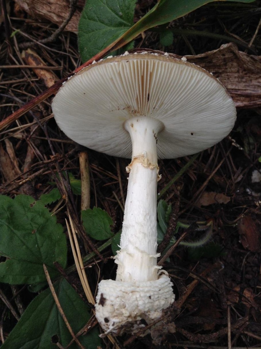 Мухомор пантерный пантерный