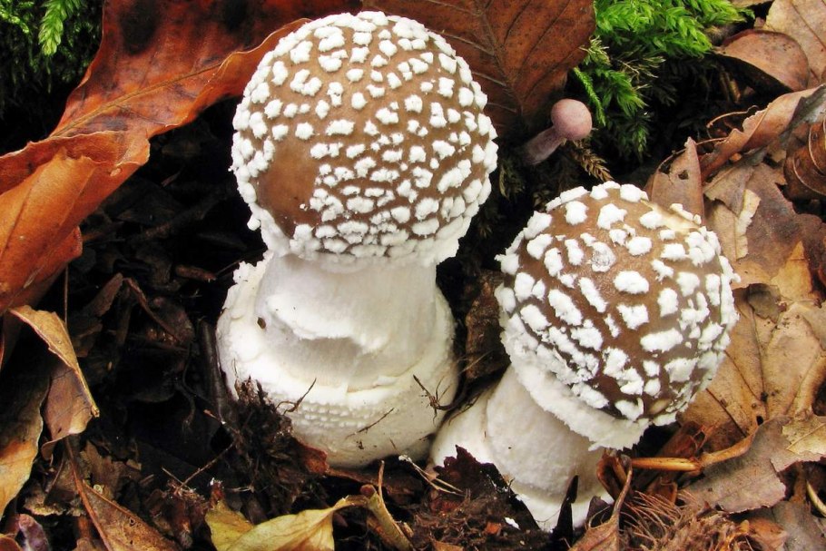 Мухомор пантерный