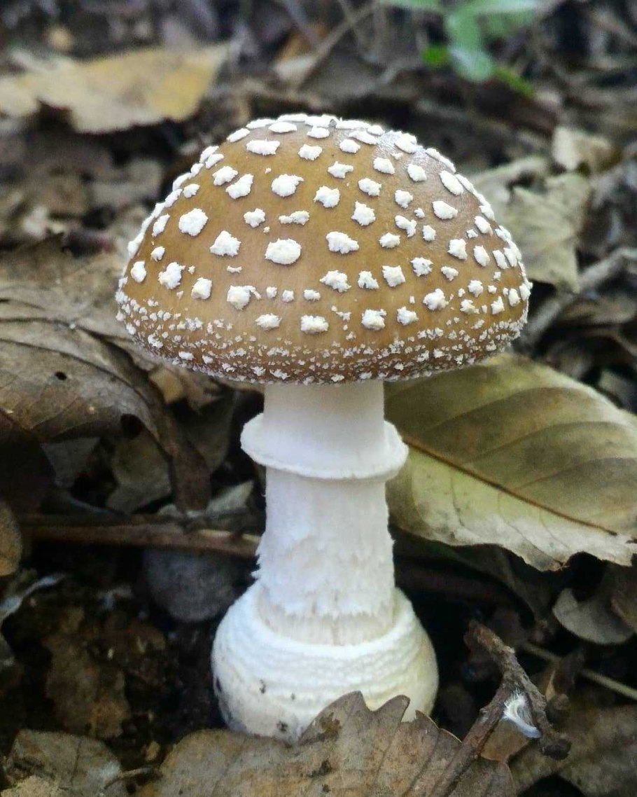 Мухомор пантерный Amanita pantherina