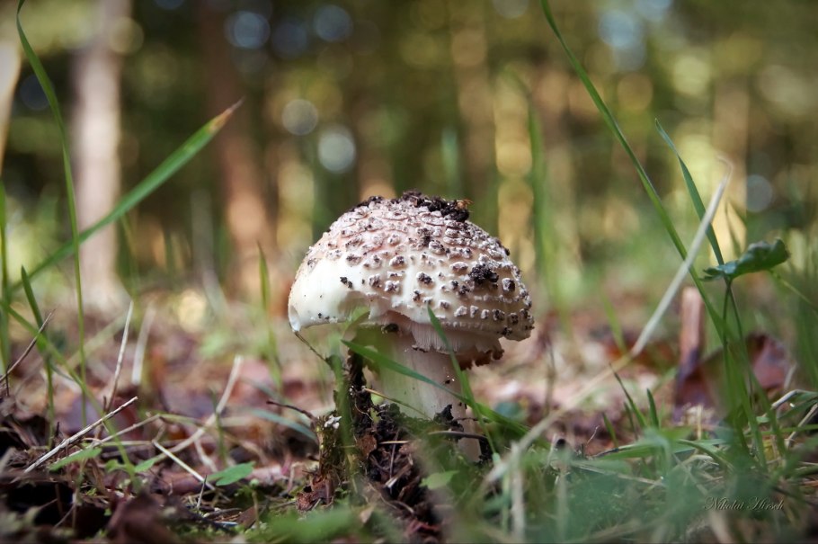 Гриб-зонтик девичий (macrolepiota puellaris)