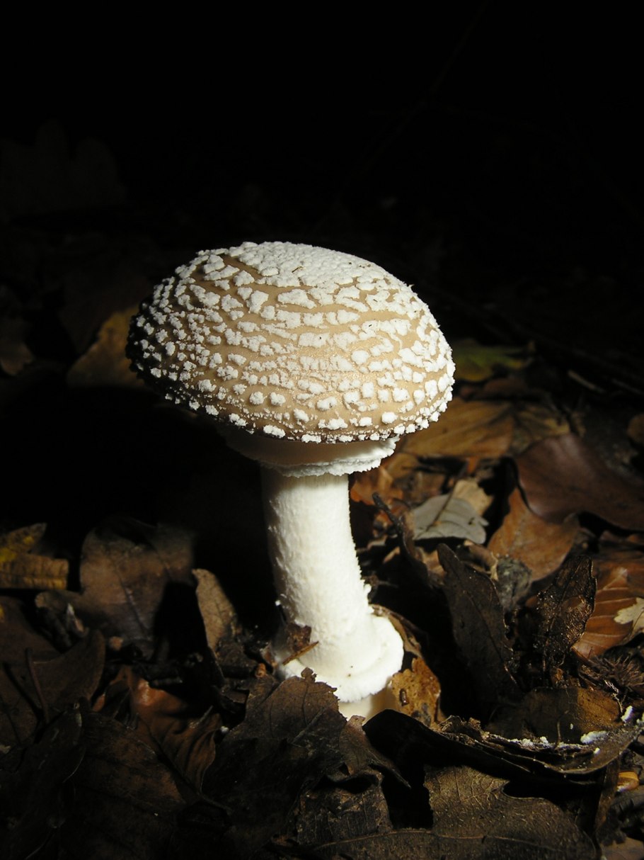 Пантерный гриб