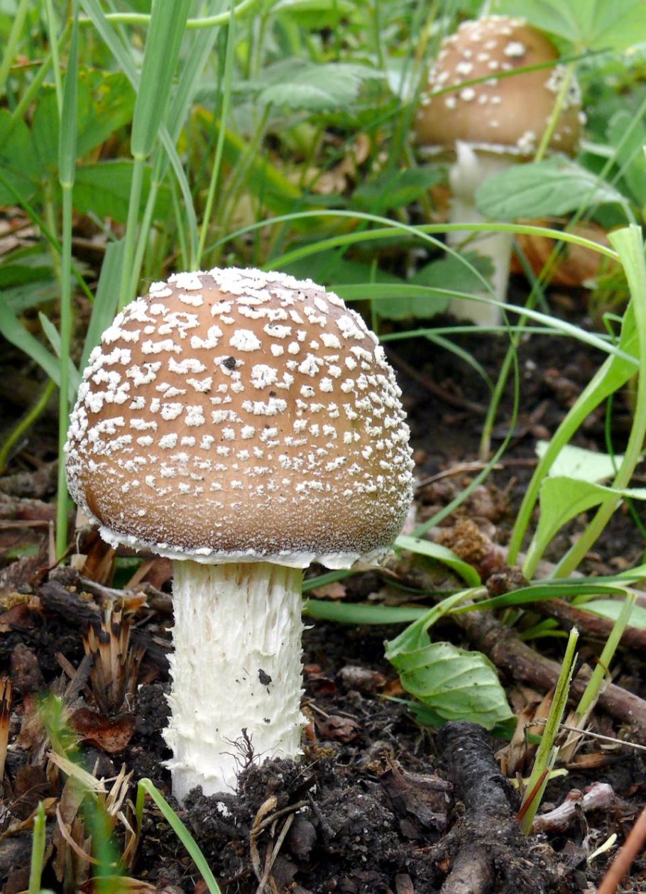 Мухомор пантерный