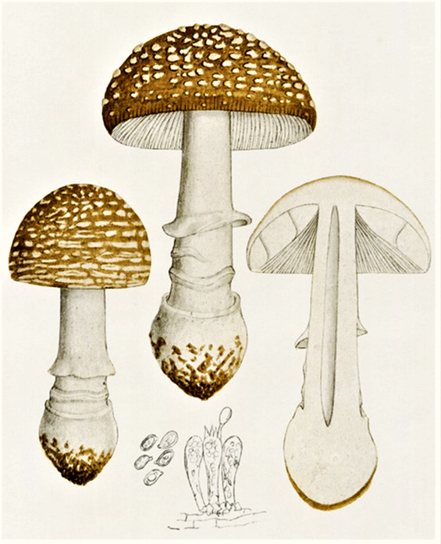 Пантерный мухомор Вишневский