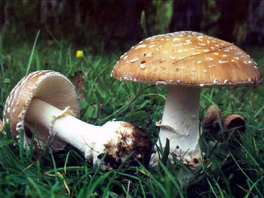 Мухомор пантерный Amanita pantherina