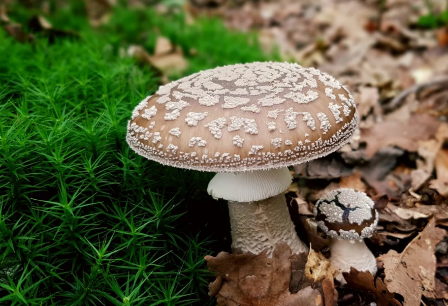 Мухомор пантерный Amanita pantherina