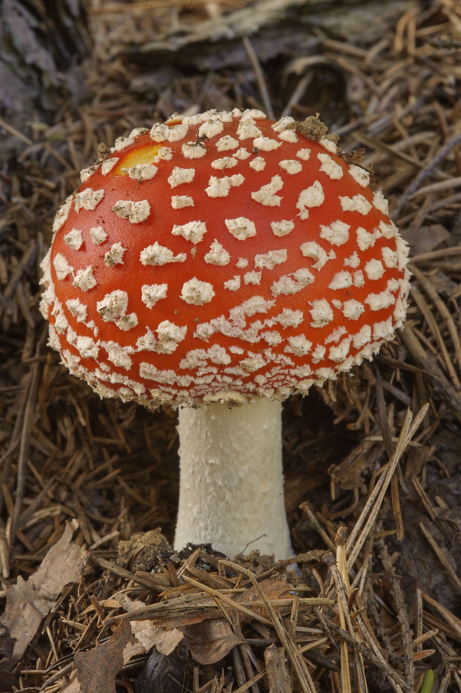 Базидиомикота мухомор – Amanita