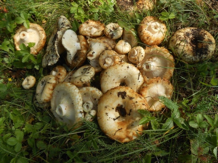 Груздь настоящий (Lactarius resimus)