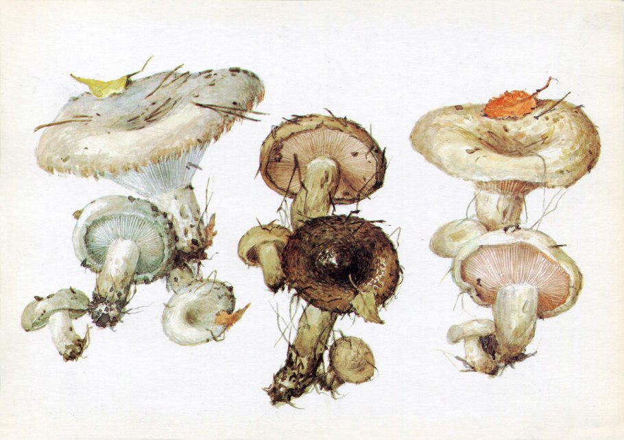 Lactarius scrobiculatus гриб