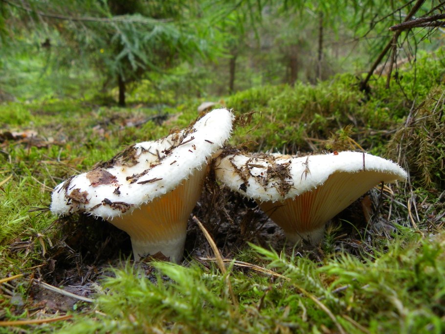 Сыроежка волнистая Russula bresadolae