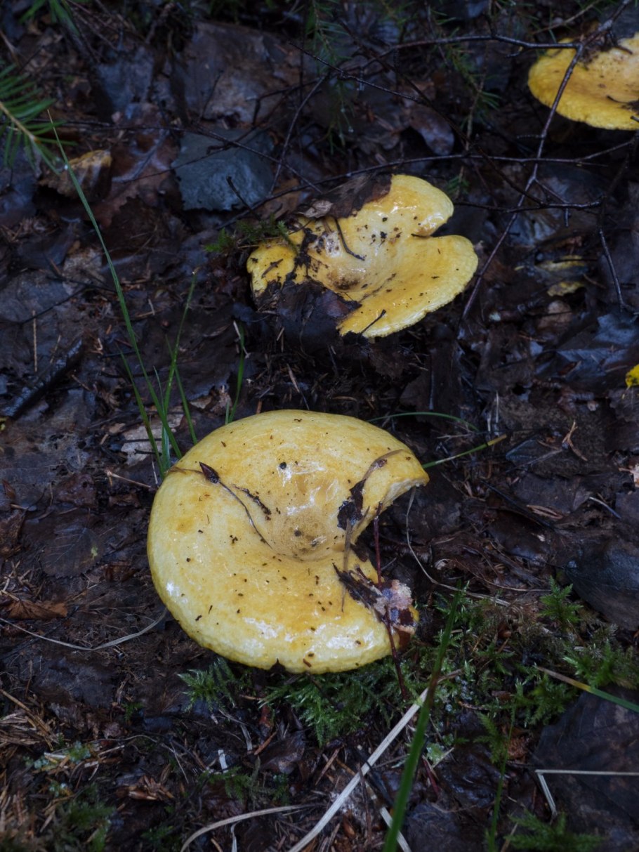 Груздь перечный