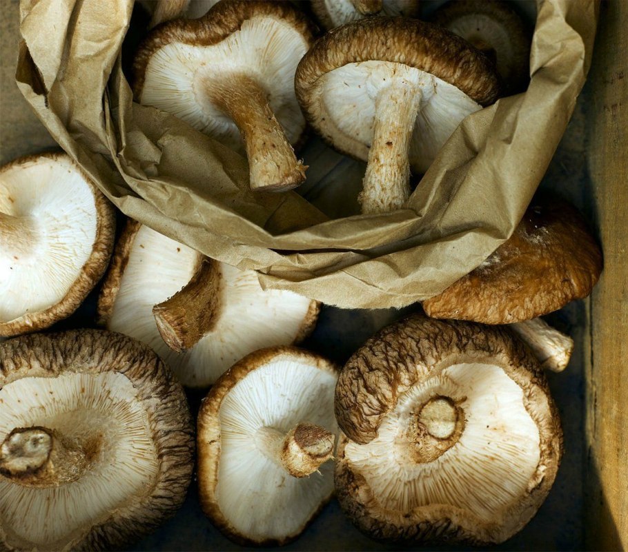 Боровой груздь