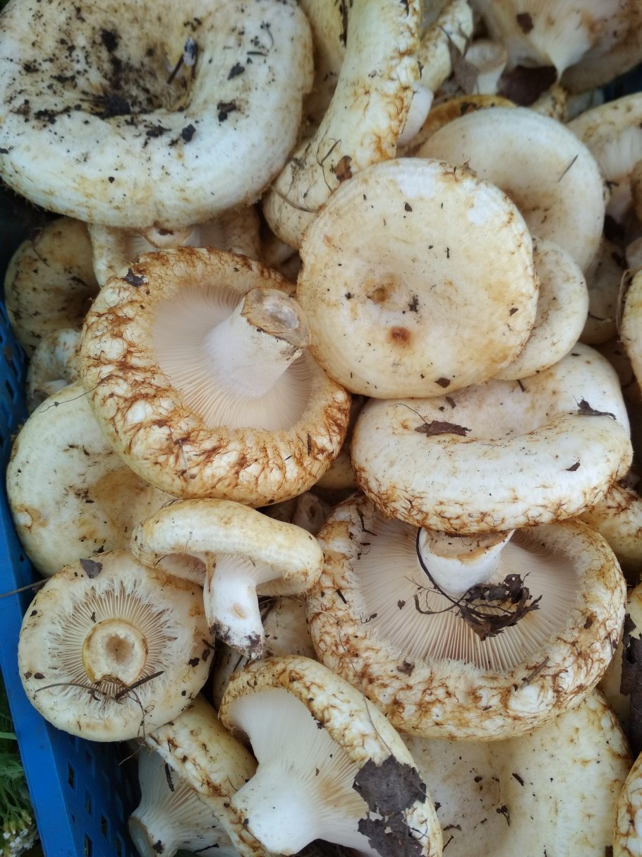 Груздь Гороховик