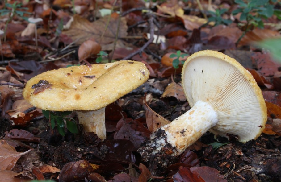 Груздь жёлтый Lactarius scrobiculatus