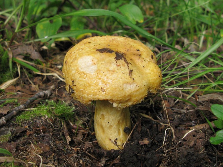 Груздь жёлтый Lactarius scrobiculatus