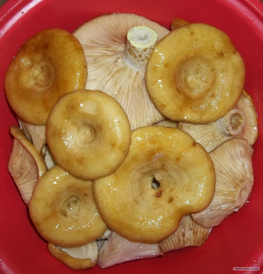 Грузди шампиньоны