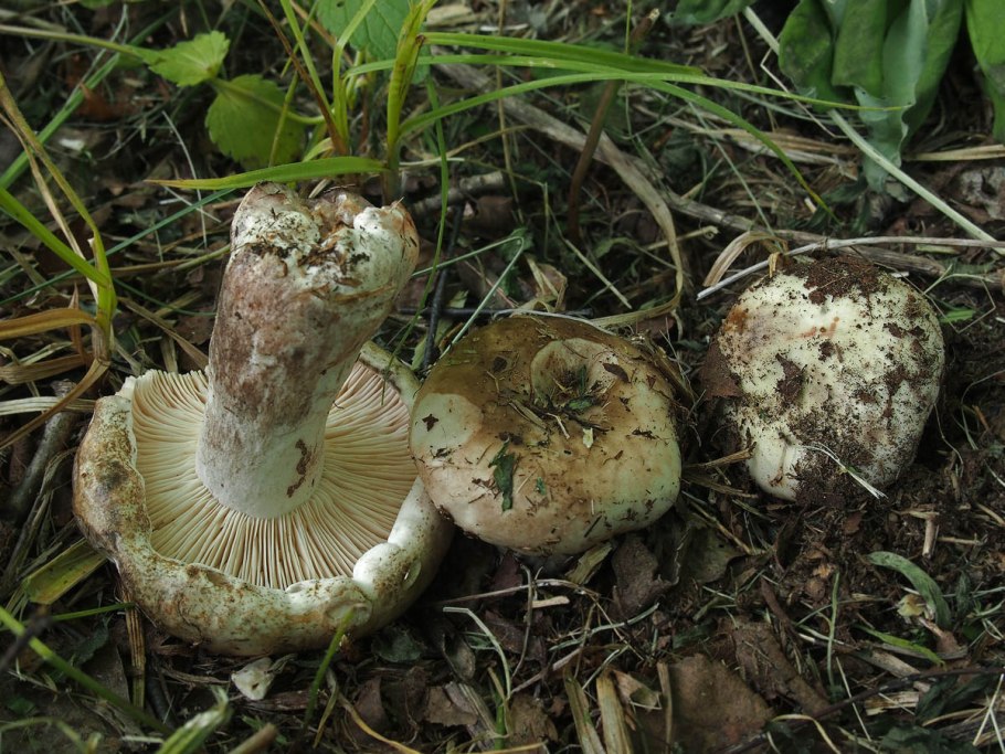 Груздь жёлтый Lactarius scrobiculatus