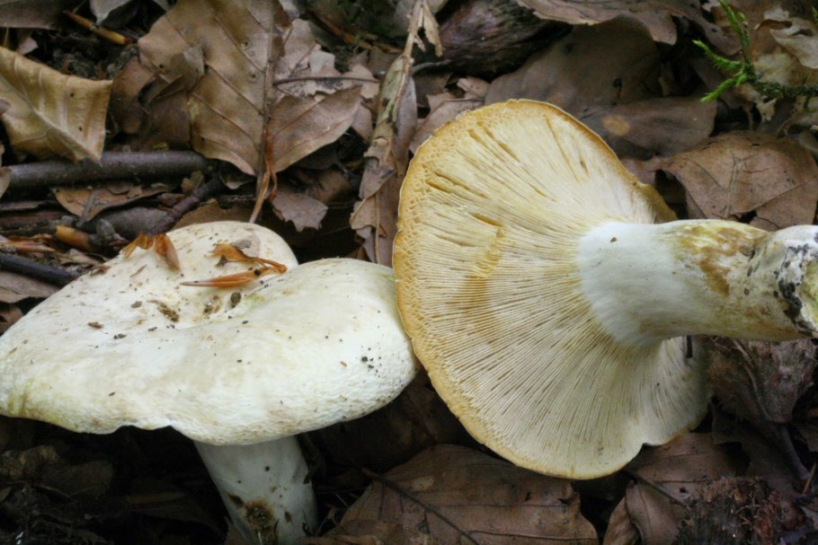 Груздь перечный (Lactárius piperátus)