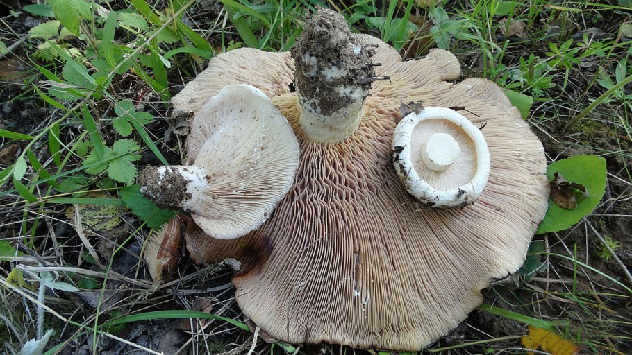 Lactarius scrobiculatus