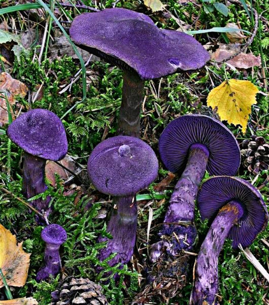 Паутинник жемчужный