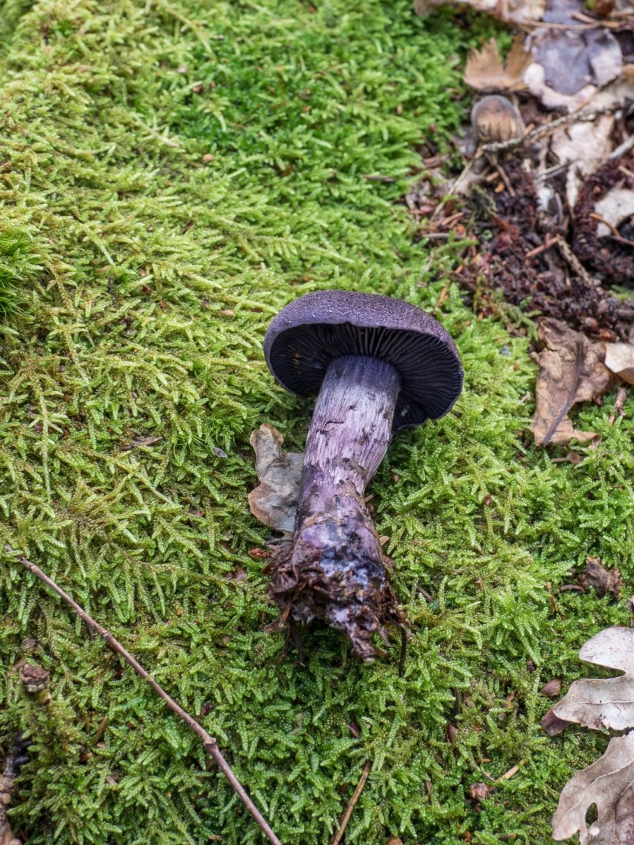 Лаковица Аметистовая Laccaria amethystina