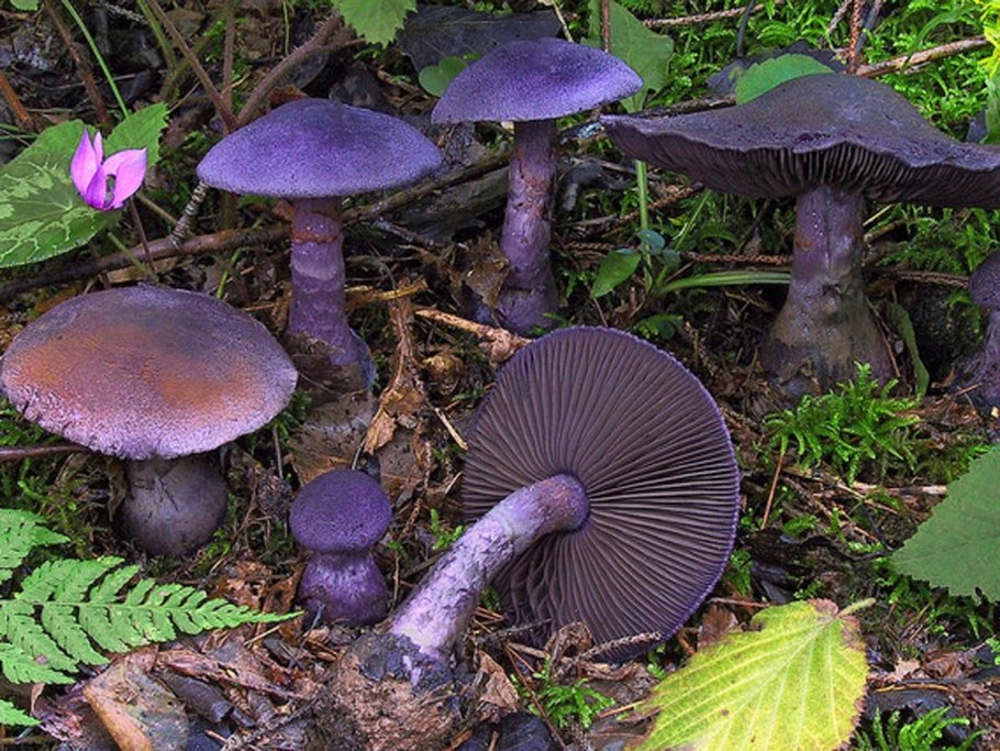 Лаковица Аметистовая / Amethyst Deceiver