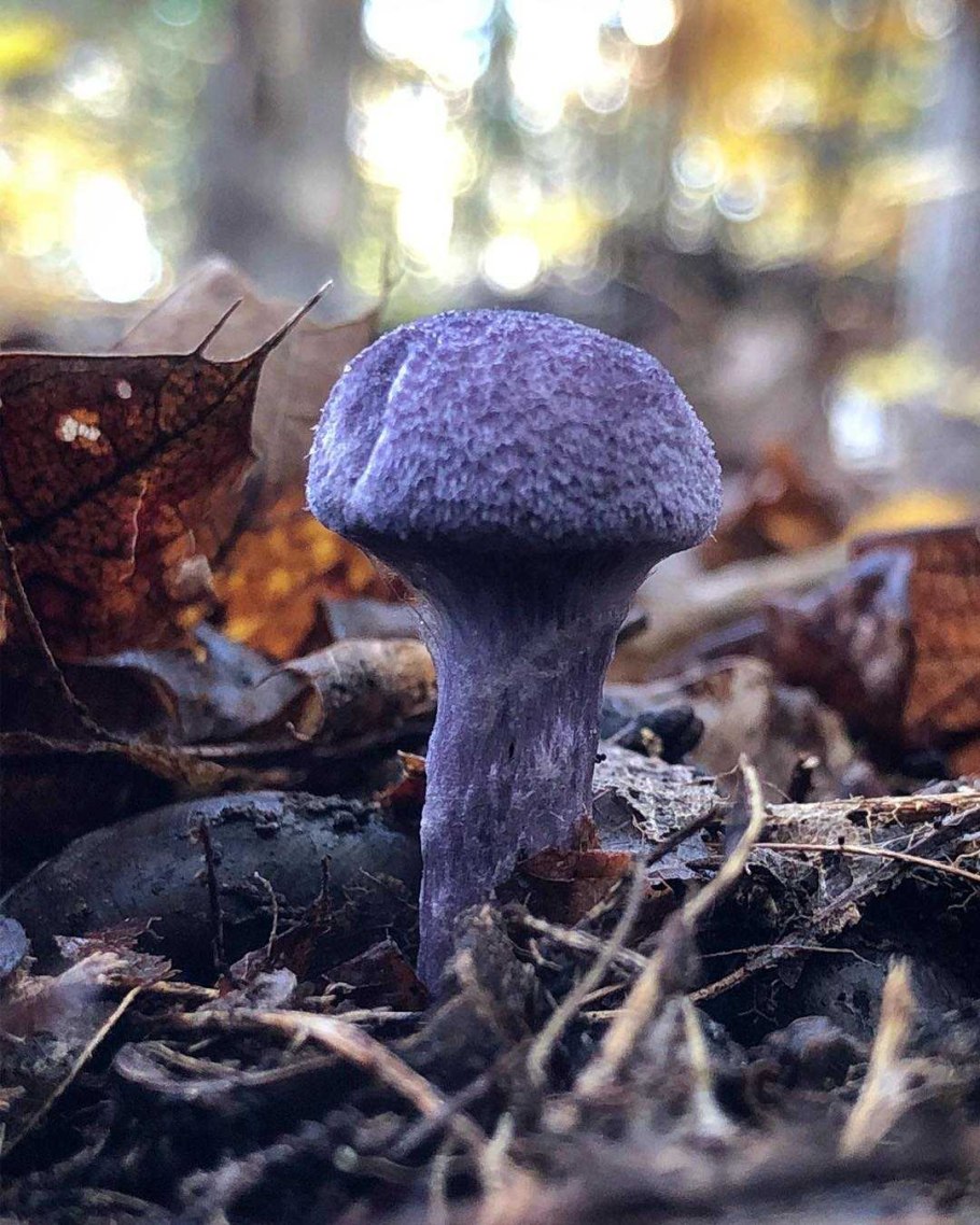 Паутинник фиолетовый гриб