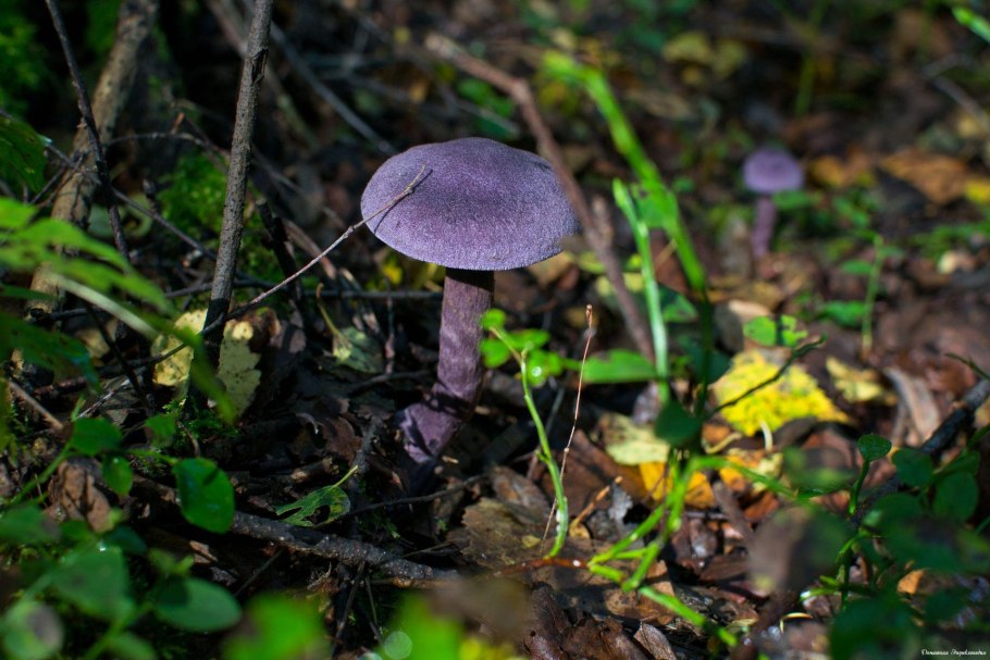 Паутинник фиолетовый (Cortinarius violaceus)