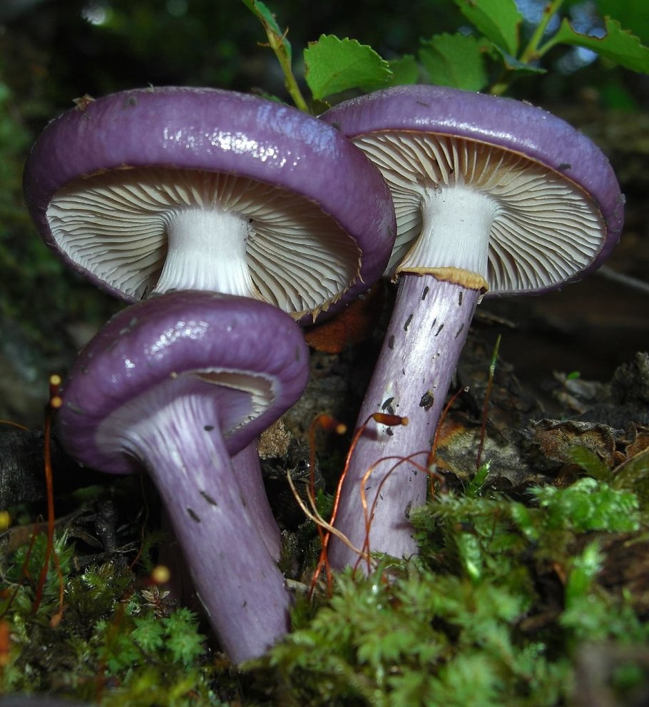 Паутинник фиолетовый гриб