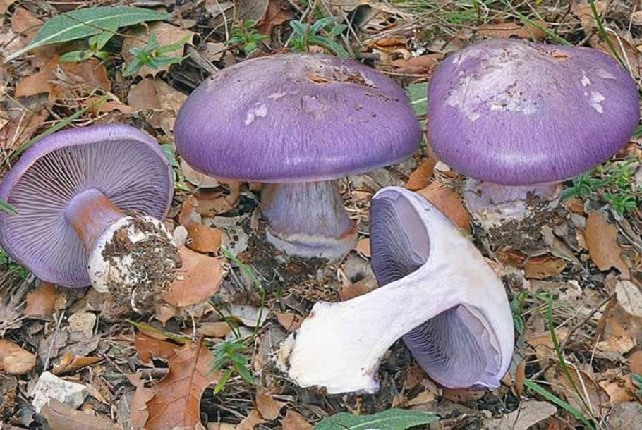 Паутинник фиолетовый