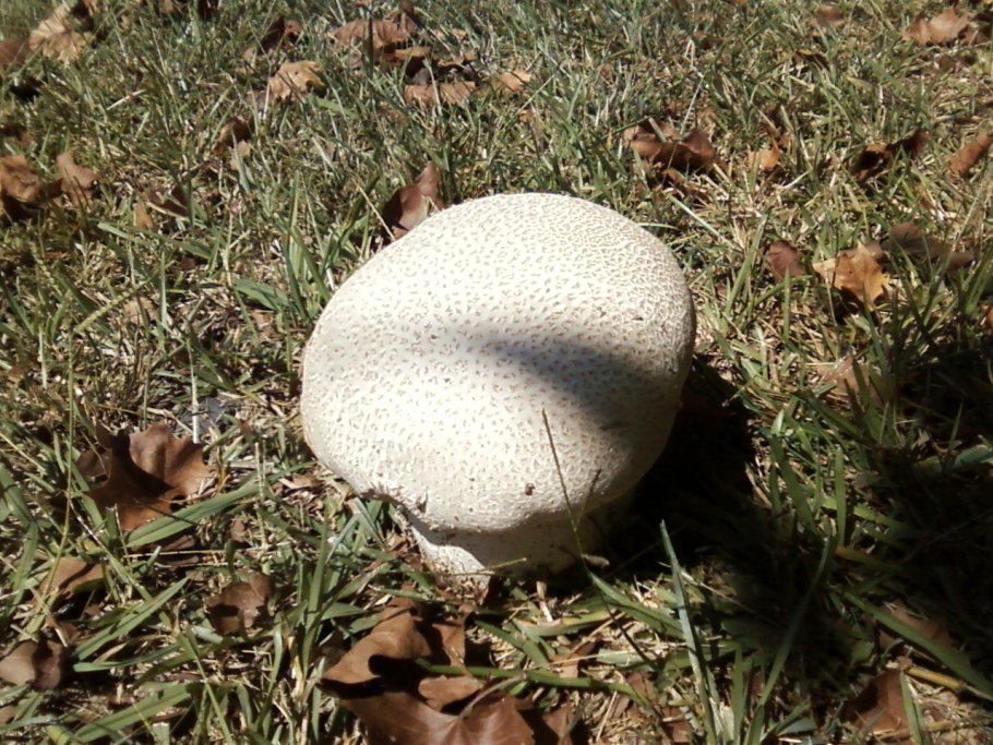 Дождевики на пне фото