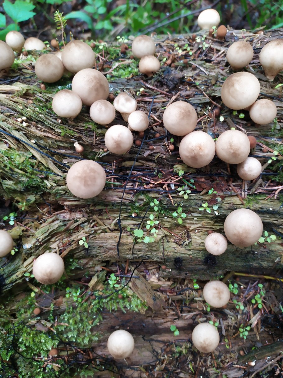 Дождевик грушевидный