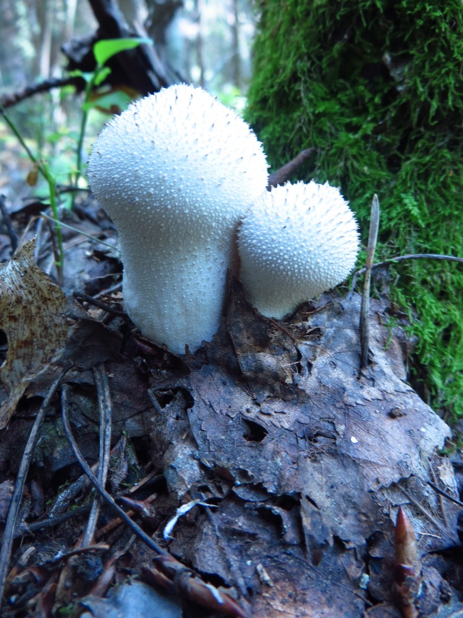 Базидиомикота дождевик (Lycoperdon)