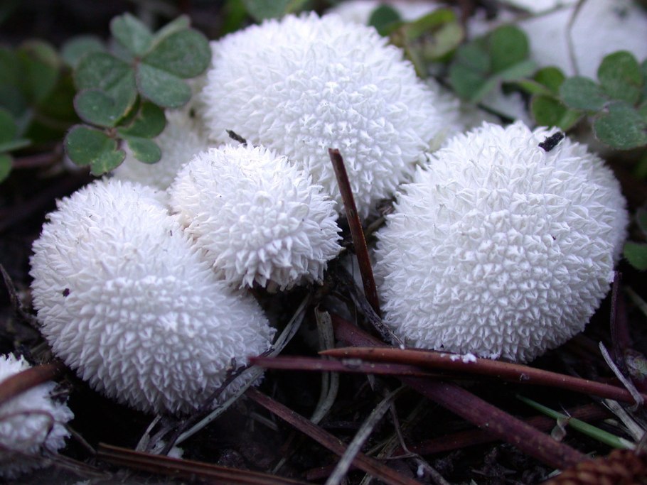 Шарики грибы на пеньке