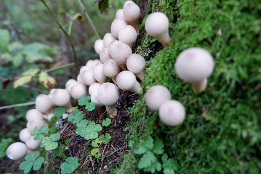 Дождевик грушевидный — Lycoperdon pyriforme pers.