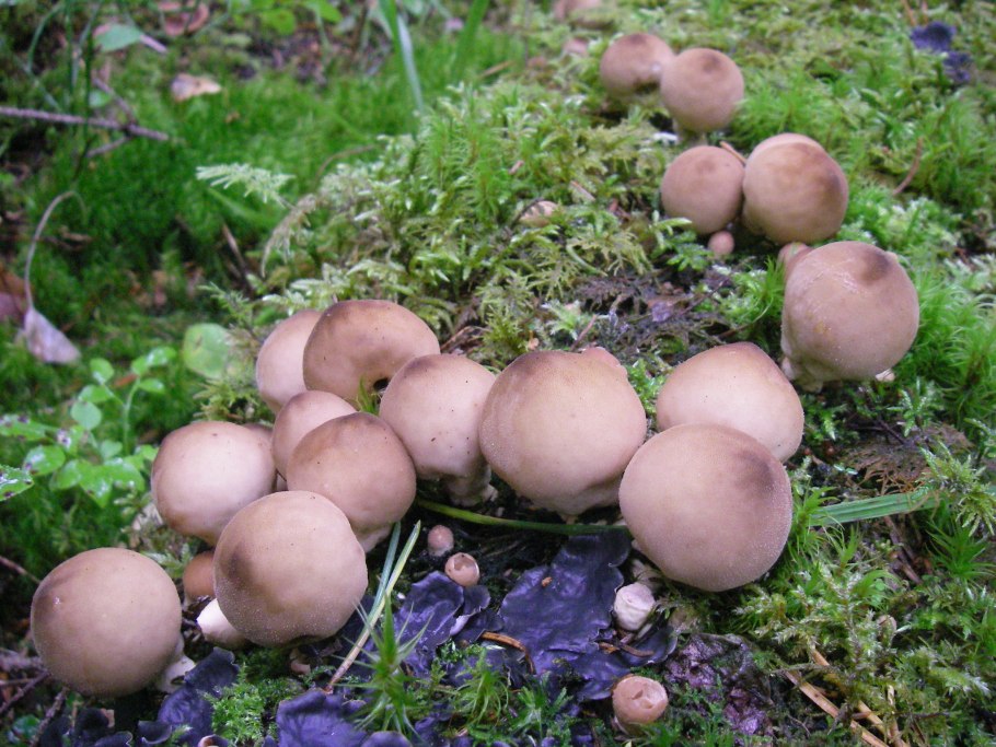 Дождевик грушевидный гриб